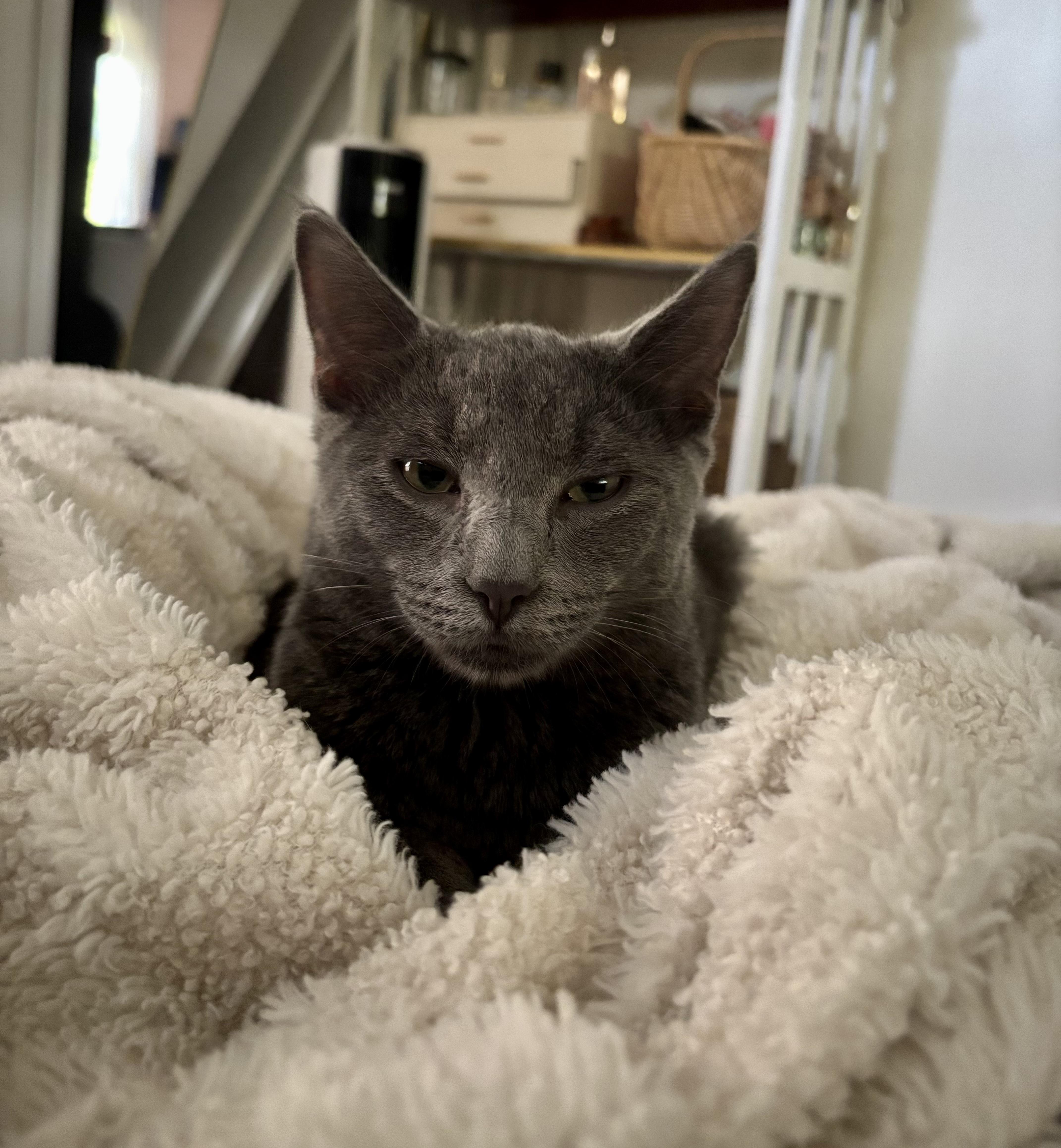 Enlarge Smoke, a Adoptable mixed breed in Bethel, CT image 5/6