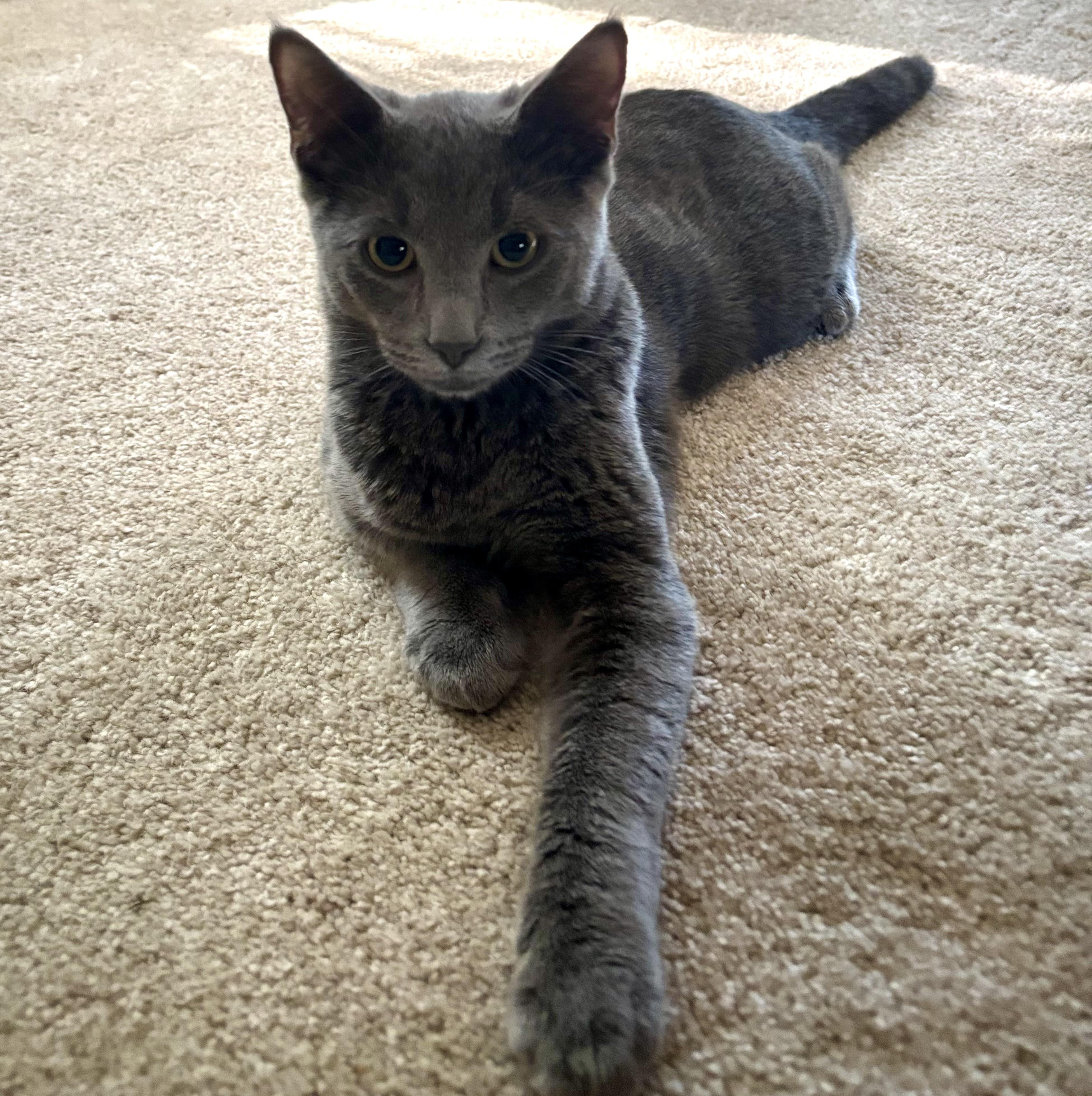 Enlarge Smoke, a Adoptable mixed breed in Bethel, CT image 4/6