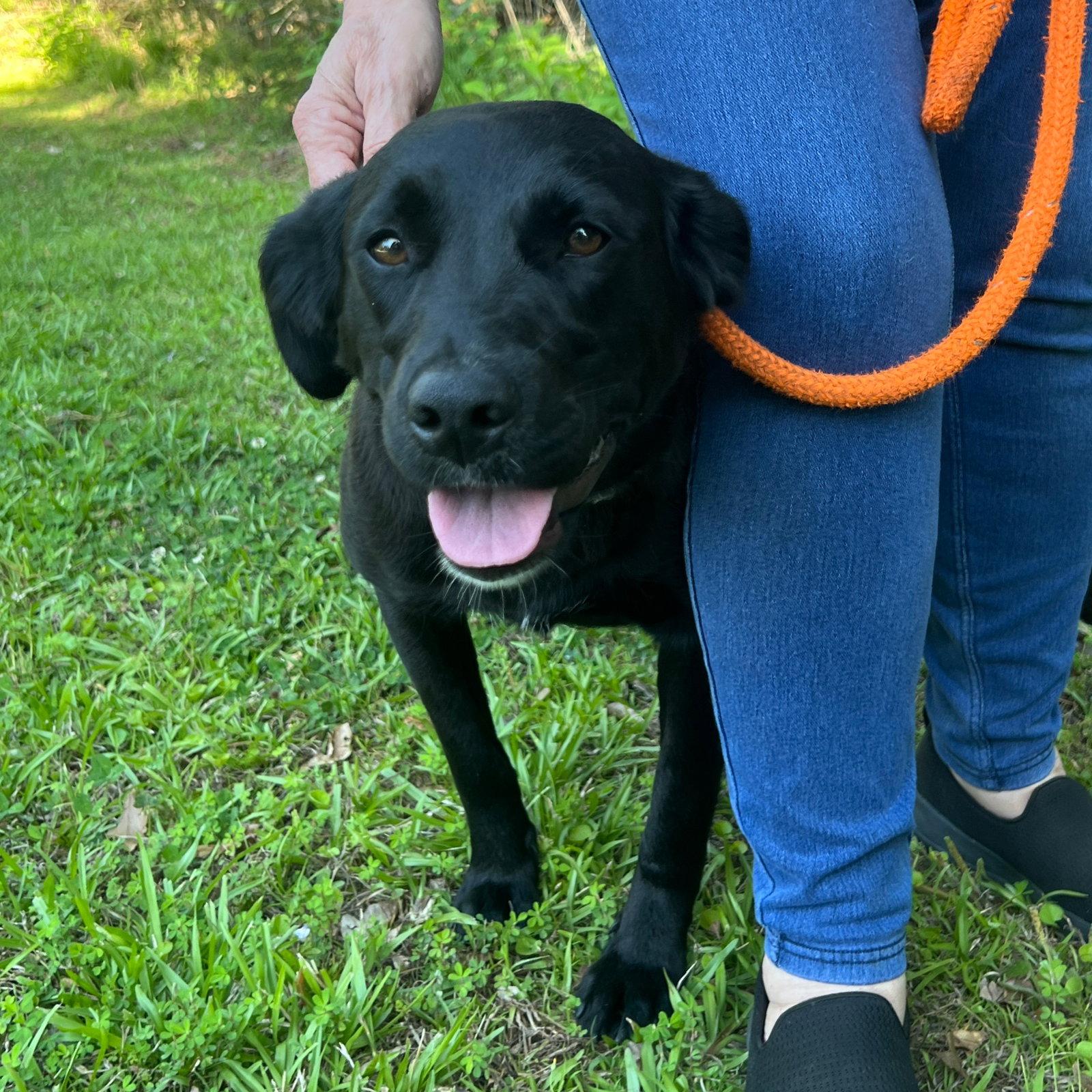 Molly, Adoptable, Young Female Labrador Retriever.