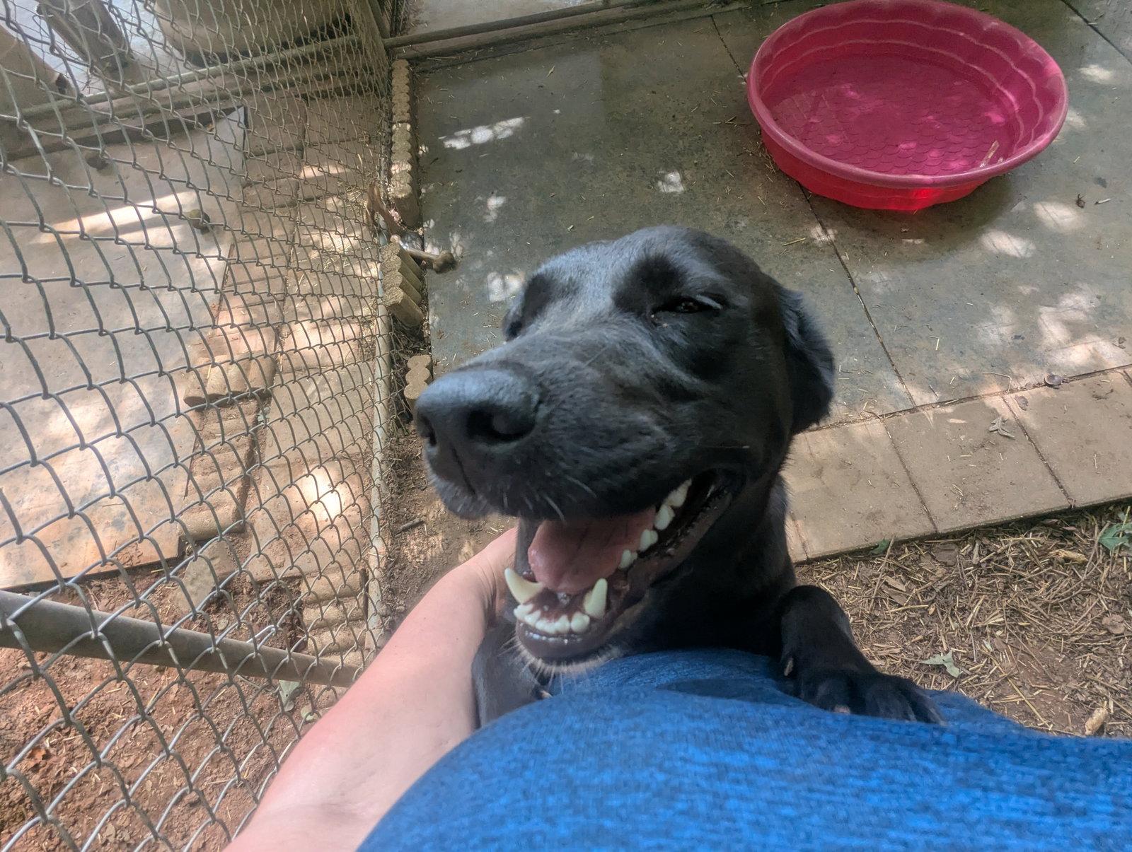 Molly, a Adoptable Labrador Retriever in Mc Cormick, SC image 2/3