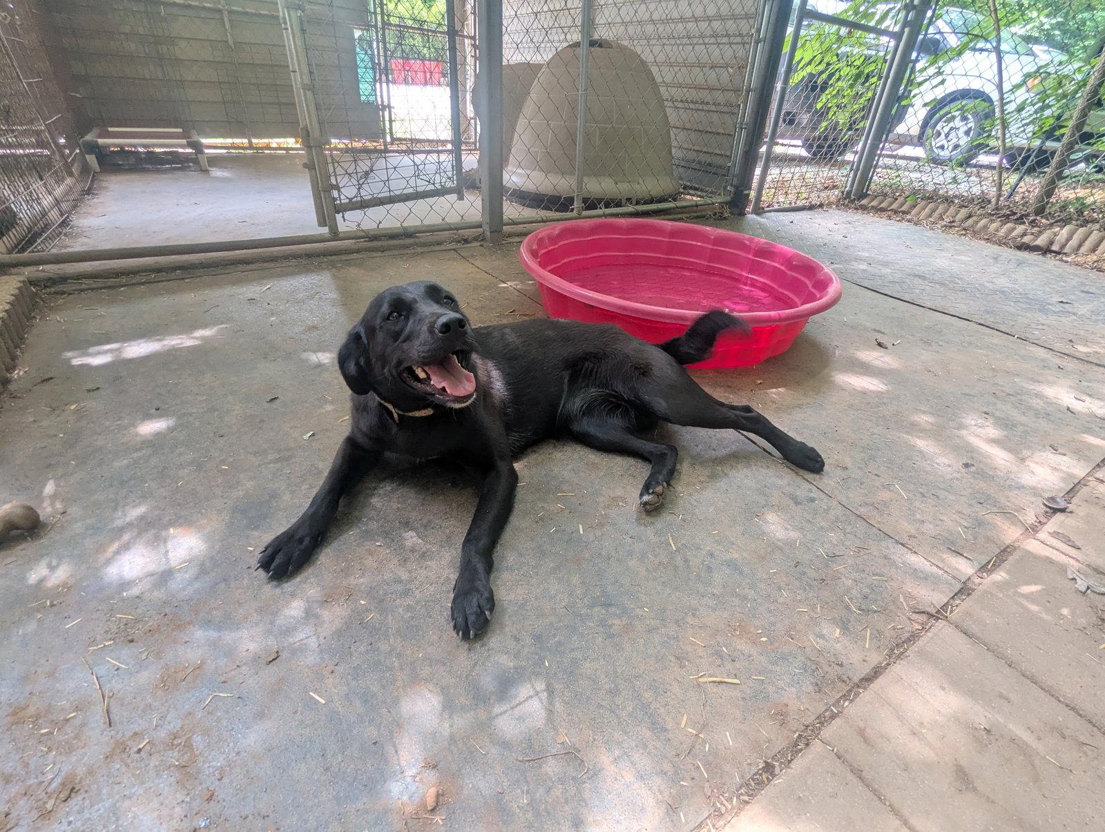 Molly, a Adoptable Labrador Retriever in Mc Cormick, SC image 3/3