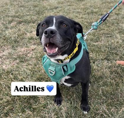 Achilles, Adoptable, Adult Male Mixed Breed & Mixed Breed.