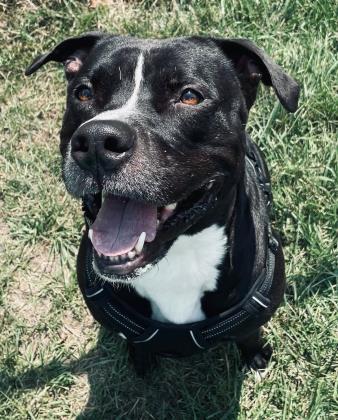 Enlarge Achilles, a Adoptable mixed breed in Winchester, VA image 1/3