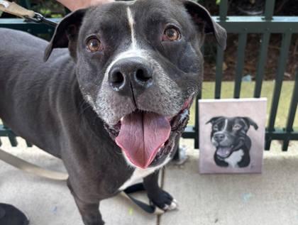 Enlarge Achilles, a Adoptable mixed breed in Winchester, VA image 2/3