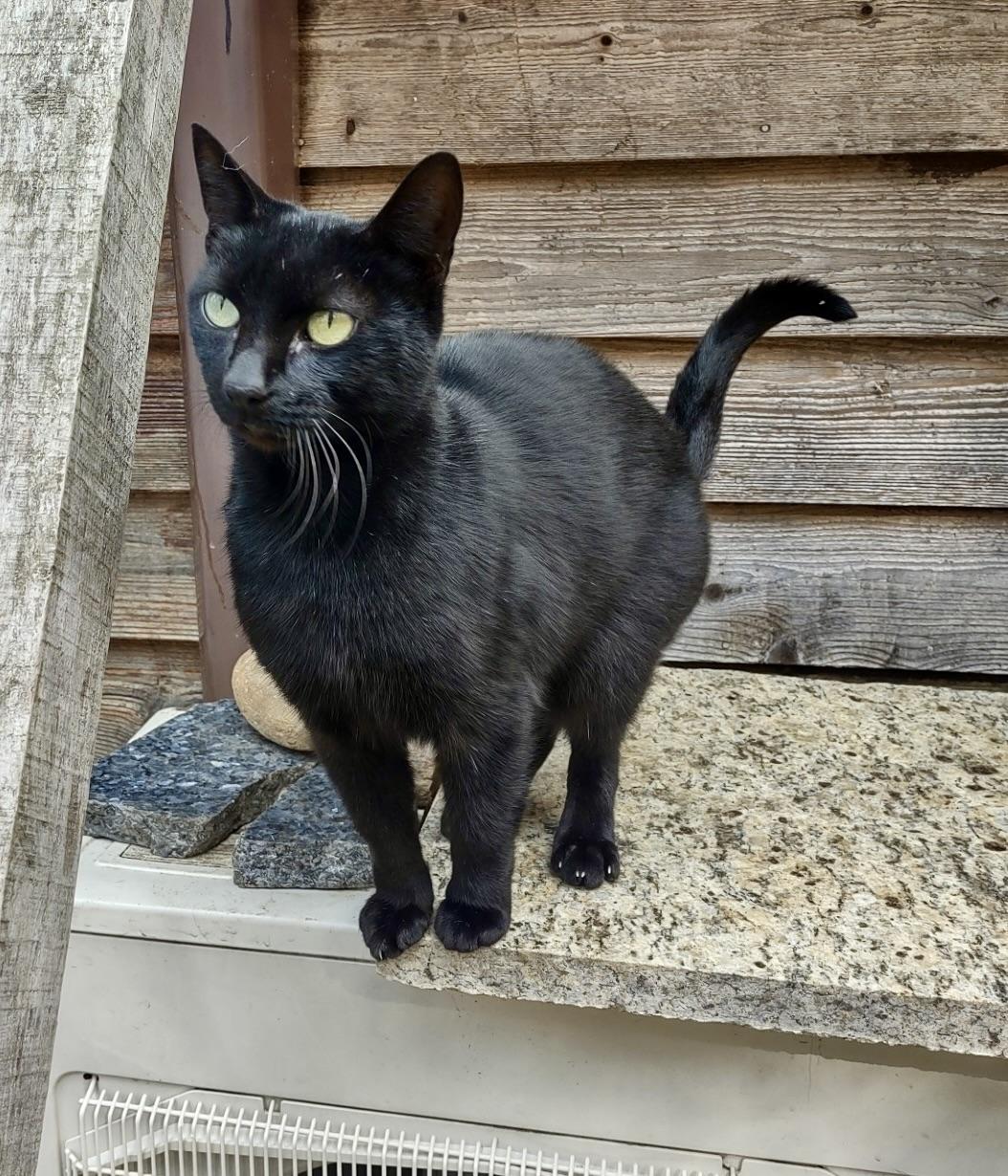 Kiwi, Adoptable, Adult Male Domestic Short Hair.