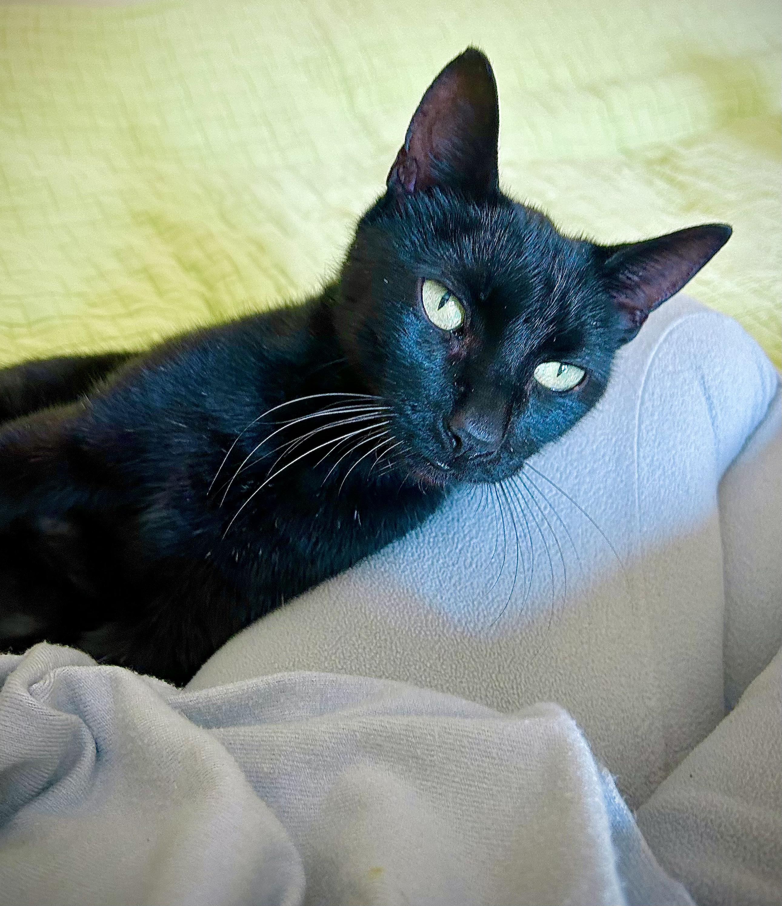 Enlarge Kiwi, a Adoptable Domestic Short Hair in BLACK MOUNTAIN, NC image 2/5