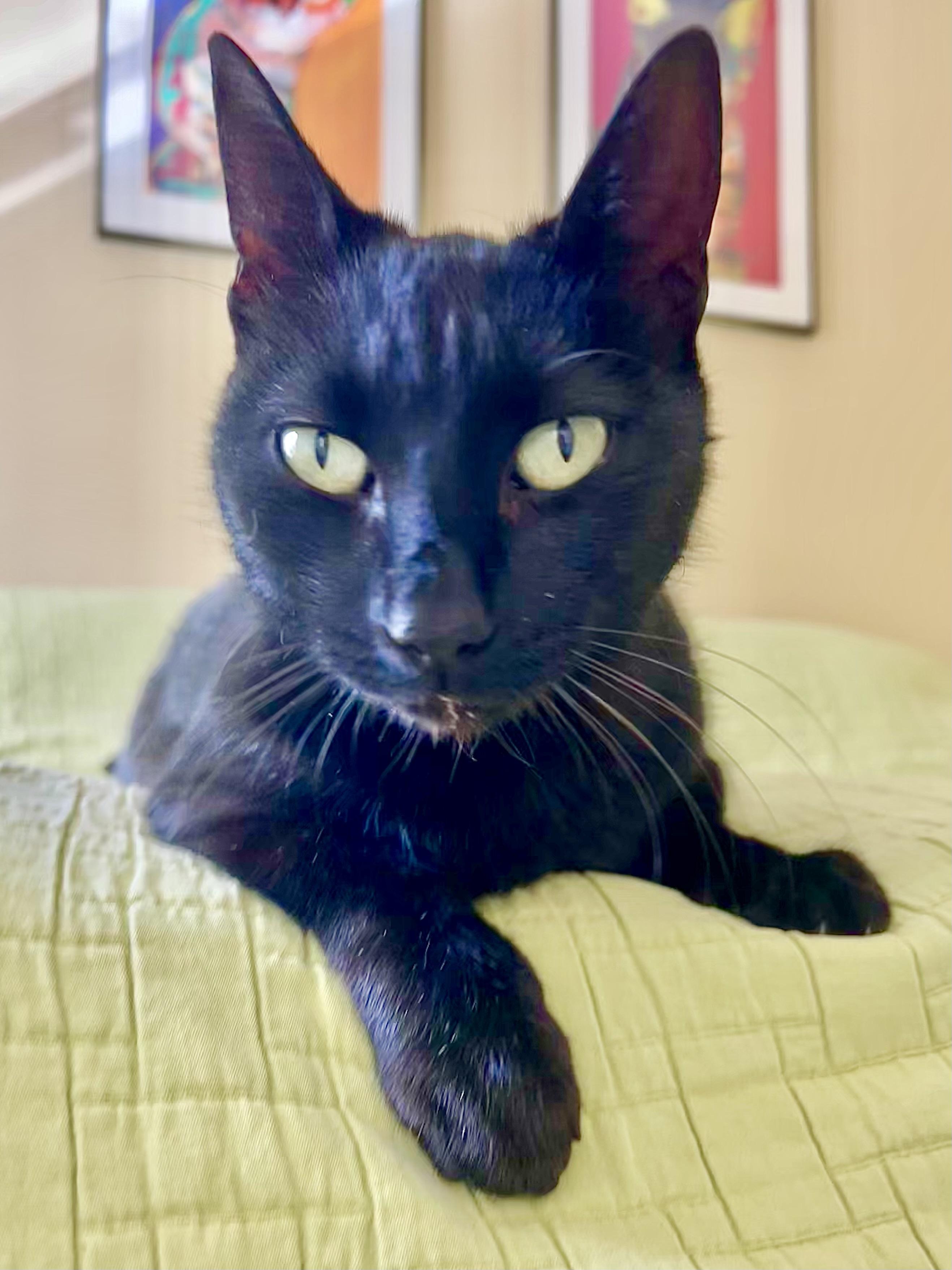 Enlarge Kiwi, a Adoptable Domestic Short Hair in BLACK MOUNTAIN, NC image 3/5