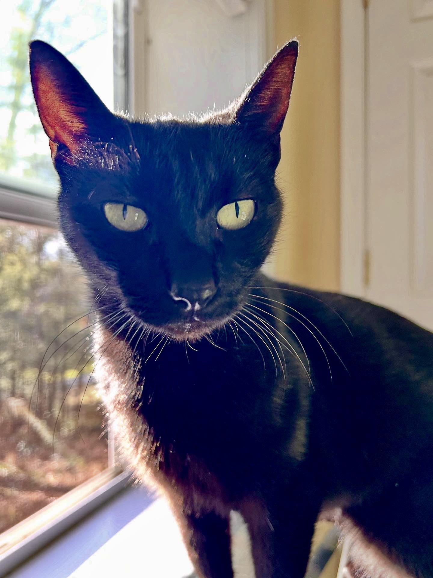 Enlarge Kiwi, a Adoptable Domestic Short Hair in BLACK MOUNTAIN, NC image 4/5