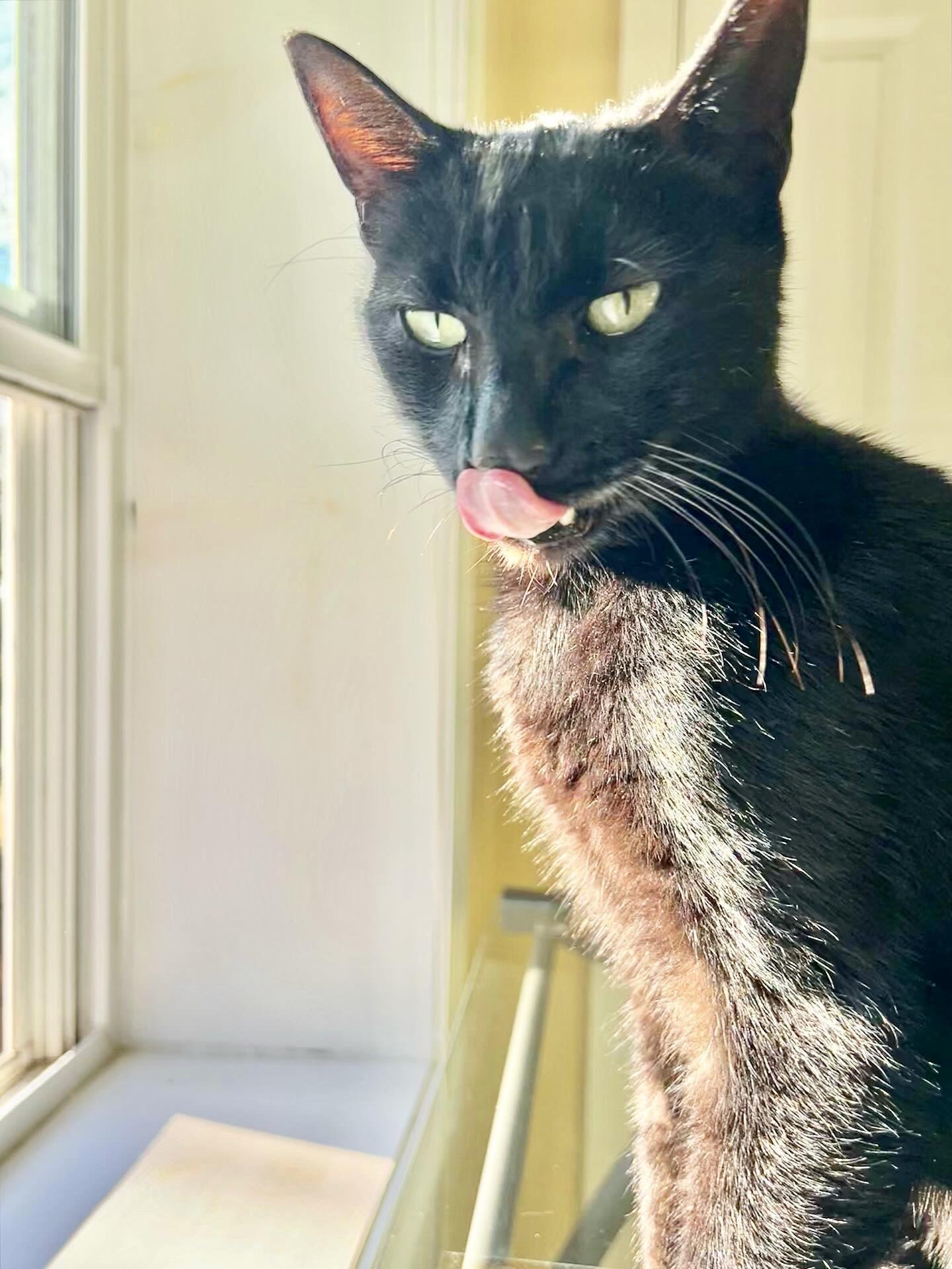 Enlarge Kiwi, a Adoptable Domestic Short Hair in BLACK MOUNTAIN, NC image 5/5