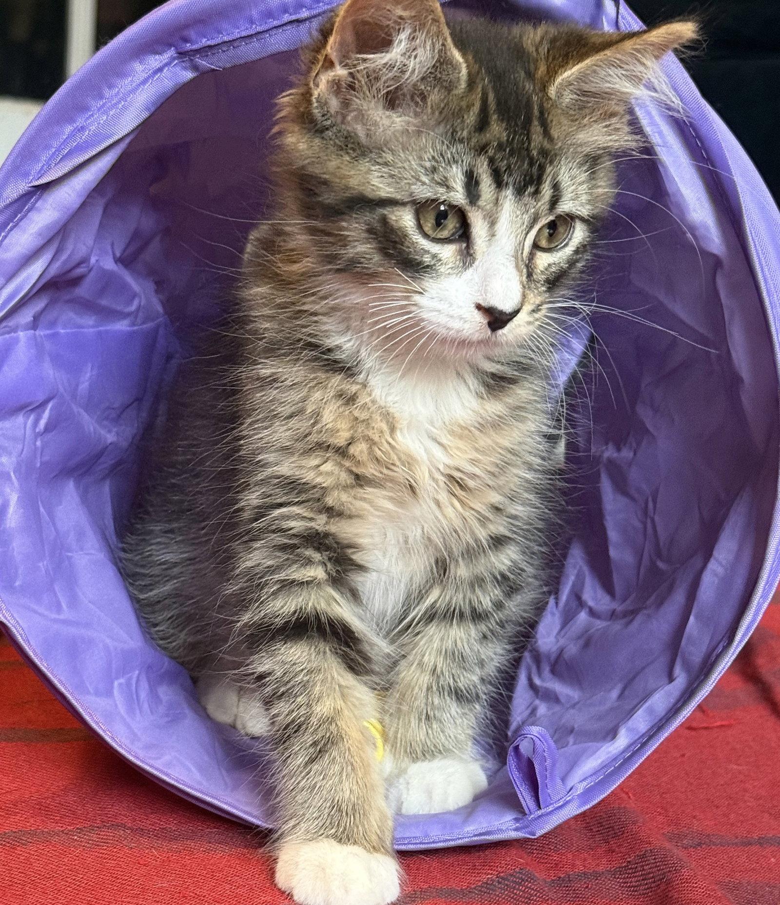 Macchiato, Adoptable, Kitten Male Domestic Short Hair.