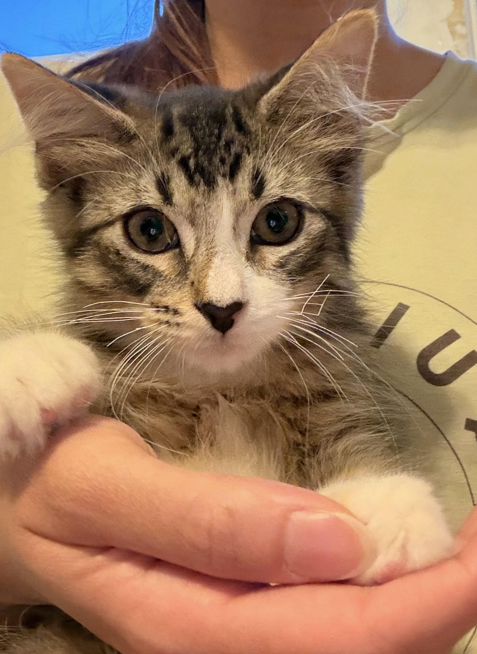 Enlarge Macchiato, a Adoptable Domestic Short Hair in Brooklyn, NY image 2/3