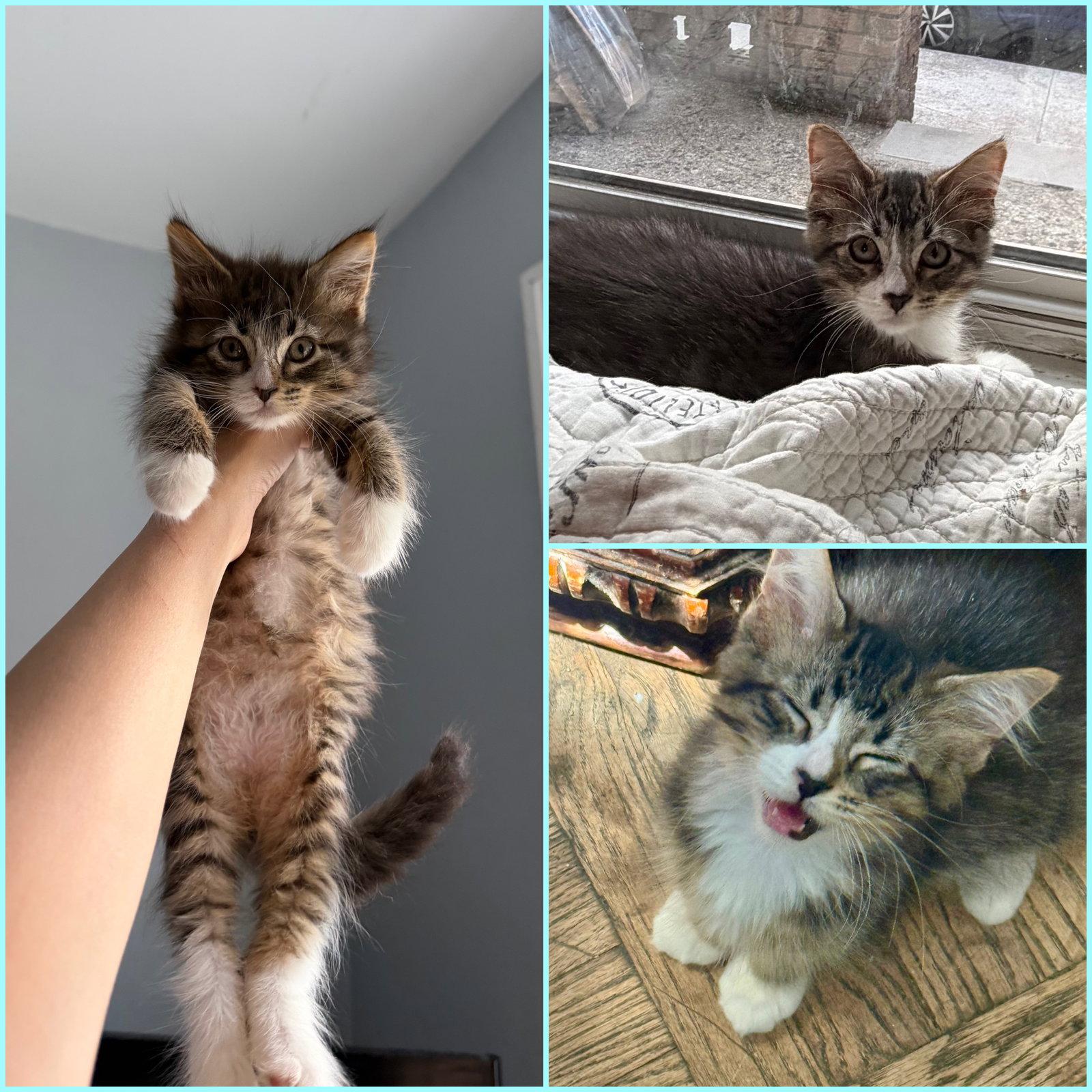 Enlarge Macchiato, a Adoptable Domestic Short Hair in Brooklyn, NY image 3/3