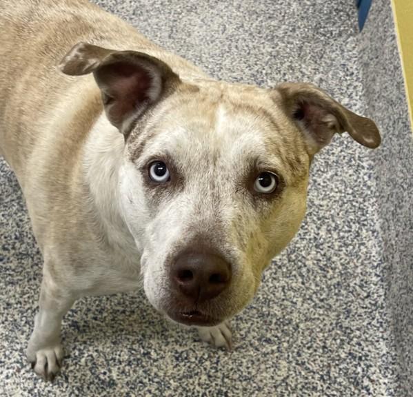 Blue, Adoptable, Adult Female Pit Bull Terrier.