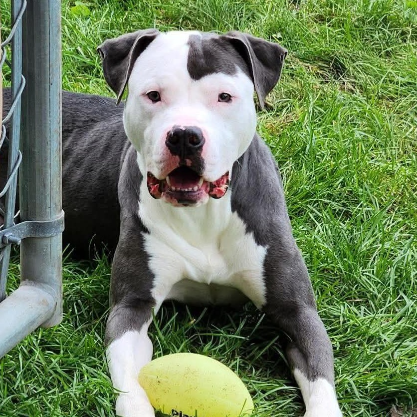 Enlarge George, a Adoptable mixed breed in Minooka, IL image 2/5