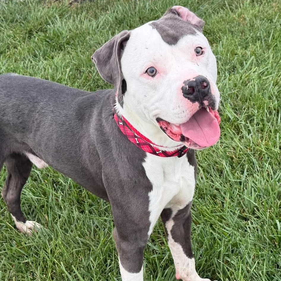 George, Adoptable, Young Male Pit Bull Terrier.
