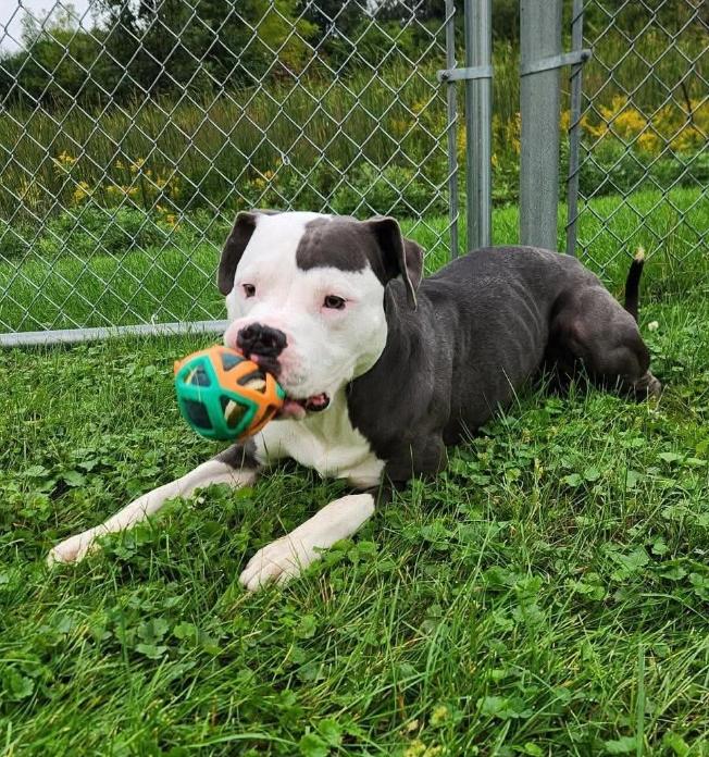 Enlarge George, a Adoptable mixed breed in Minooka, IL image 5/5