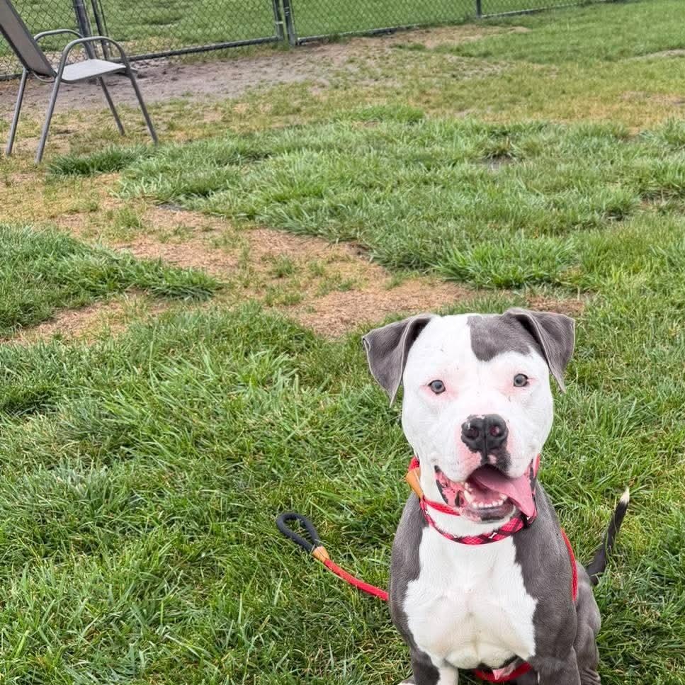Enlarge George, a Adoptable mixed breed in Minooka, IL image 3/5