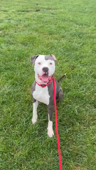 Enlarge George, a Adoptable mixed breed in Minooka, IL video 4/5
