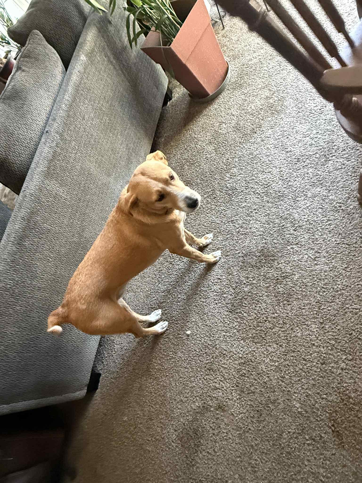 Enlarge Sammy, a Adoptable mixed breed in Brooksville, FL image 1/3