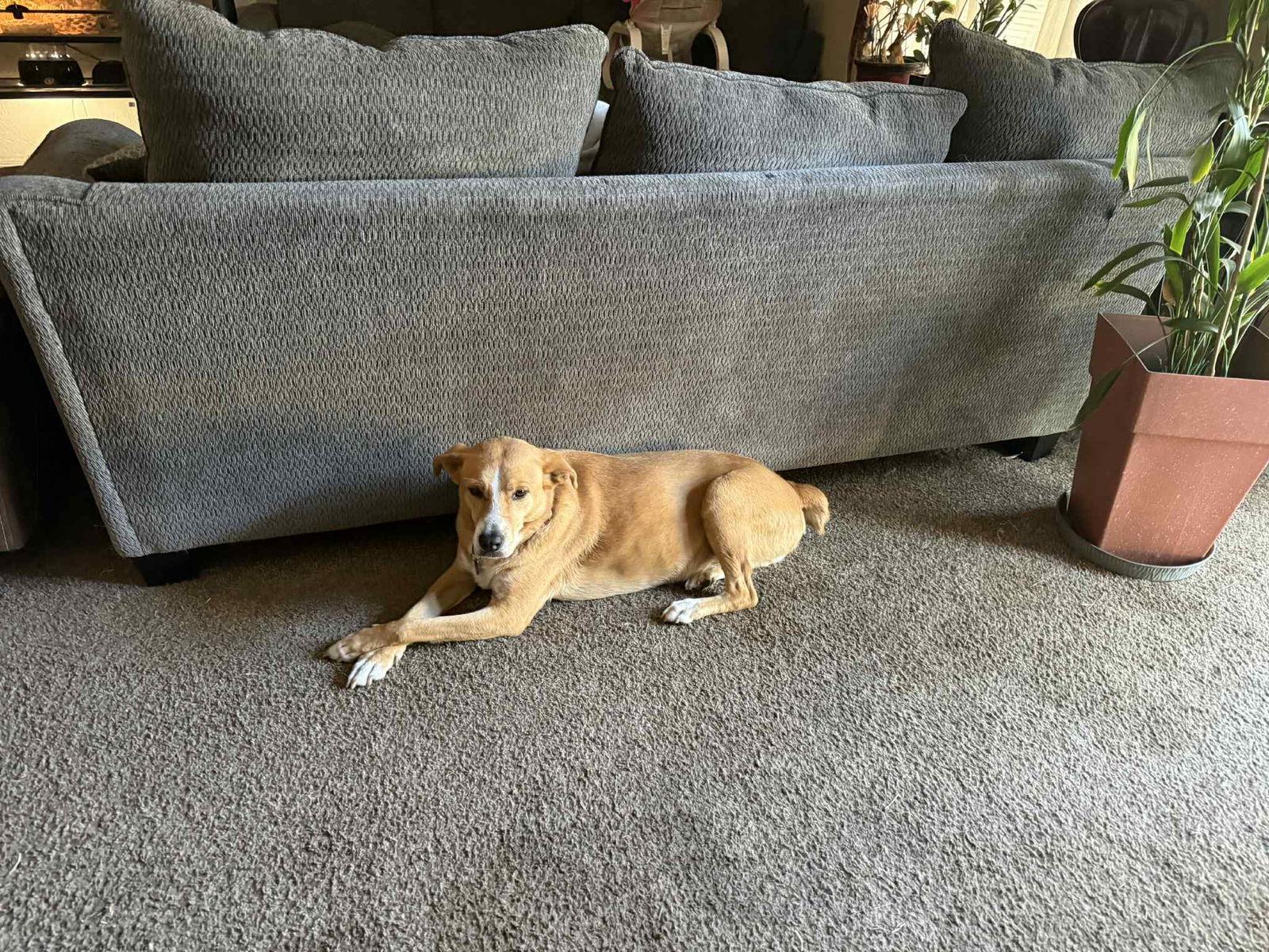 Enlarge Sammy, a Adoptable mixed breed in Brooksville, FL image 2/3