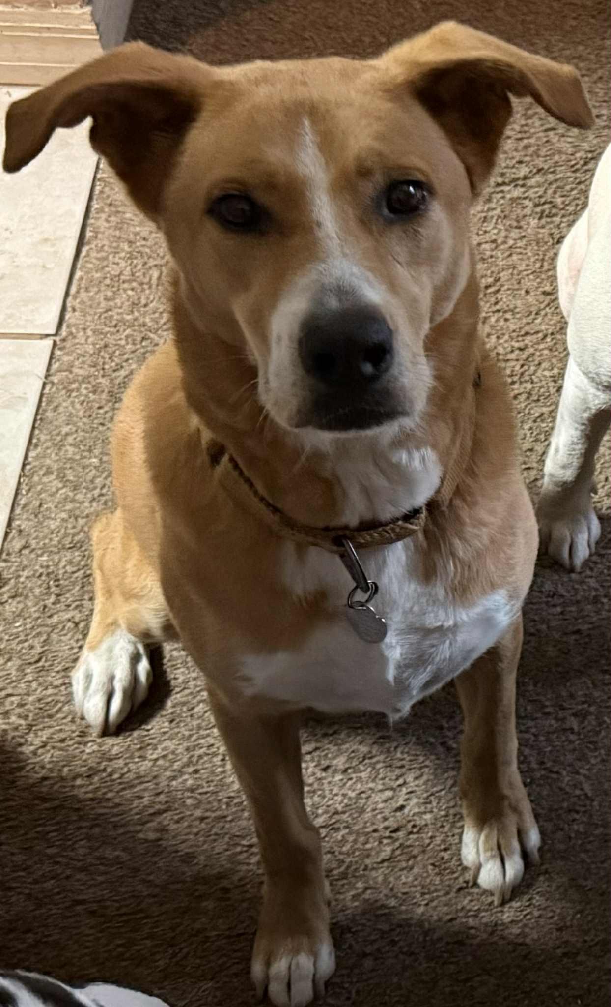 Enlarge Sammy, a Adoptable mixed breed in Brooksville, FL image 3/3