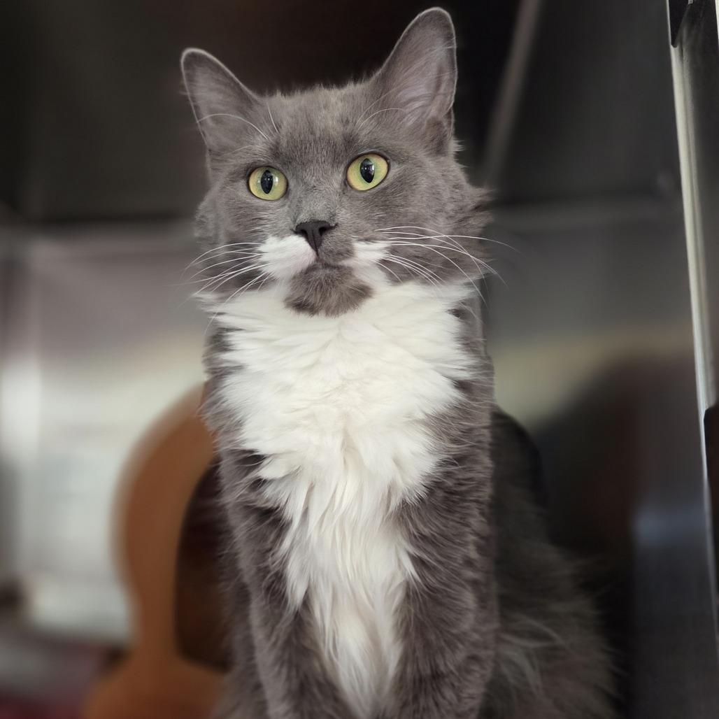 Tulip, Adoptable, Adult Female Domestic Medium Hair.