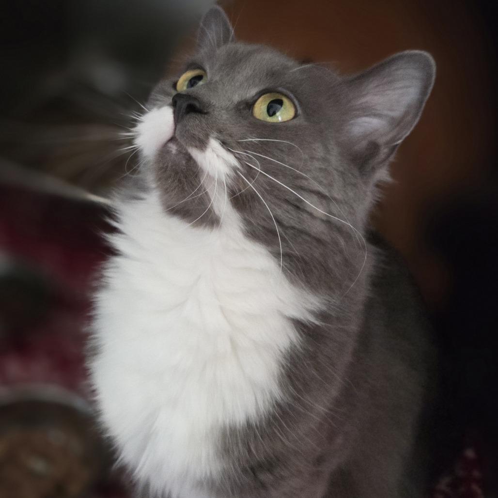 Enlarge Tulip, a Adoptable Domestic Medium Hair in Pittsford, VT image 2/4