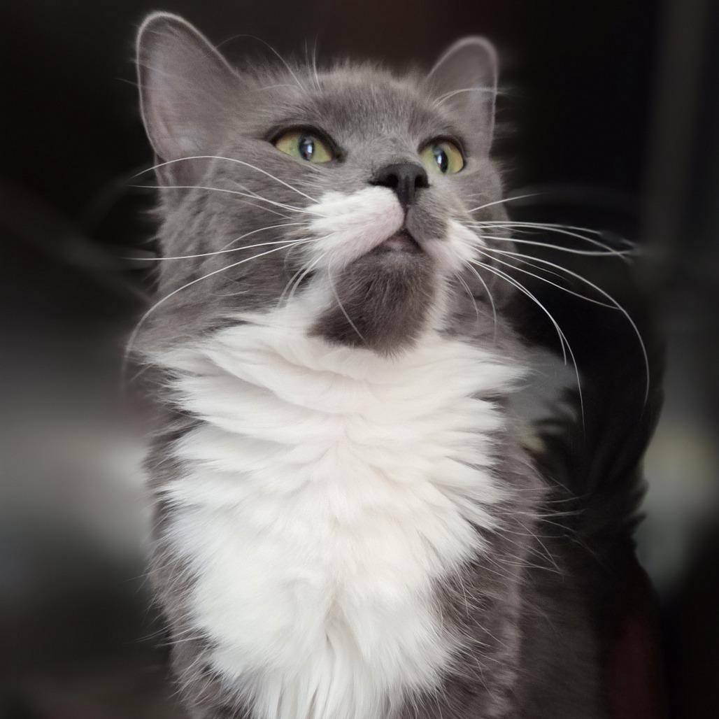 Enlarge Tulip, a Adoptable Domestic Medium Hair in Pittsford, VT image 3/4
