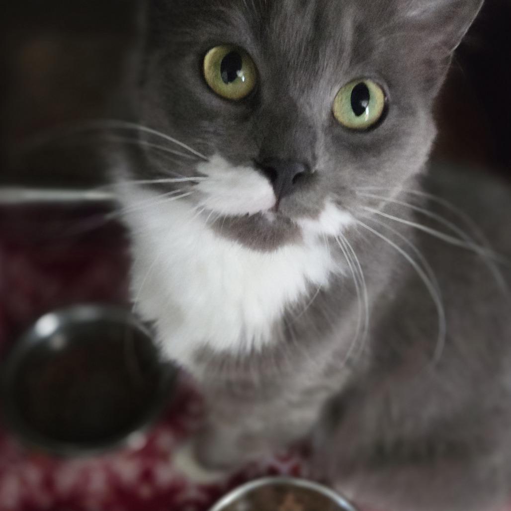 Enlarge Tulip, a Adoptable Domestic Medium Hair in Pittsford, VT image 4/4