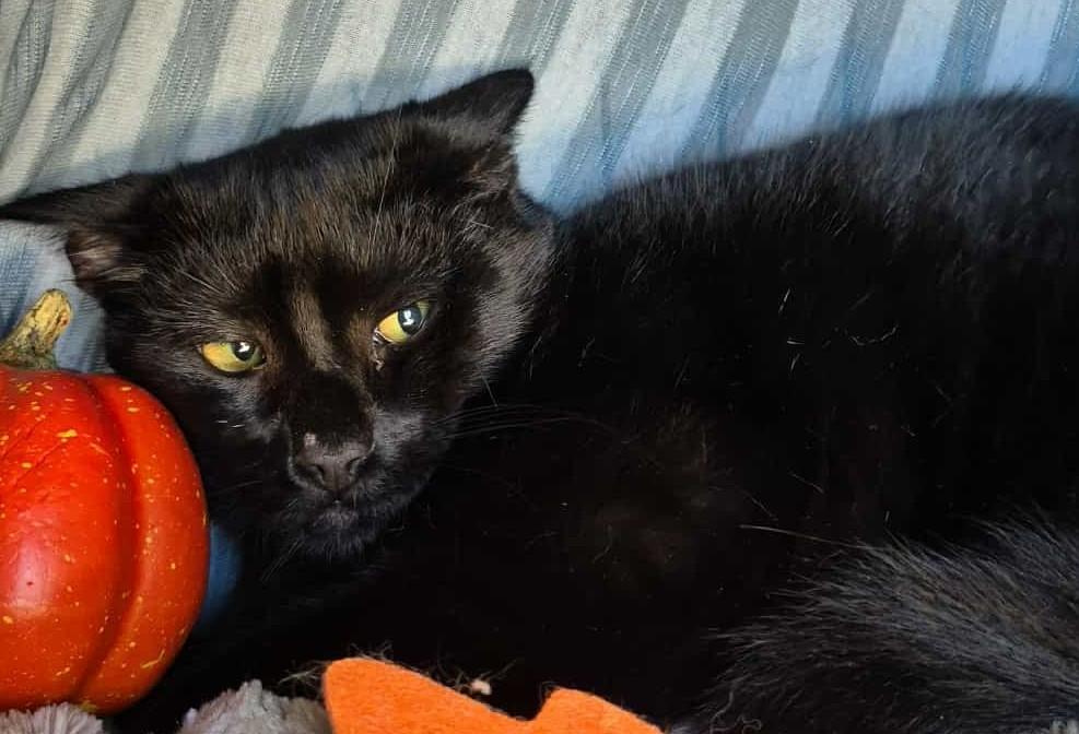 Enlarge Raven (Polydactyl), a Adoptable Domestic Medium Hair in Ocean Springs, MS image 1/5