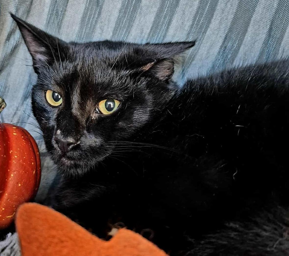 Enlarge Raven (Polydactyl), a Adoptable Domestic Medium Hair in Ocean Springs, MS image 2/5