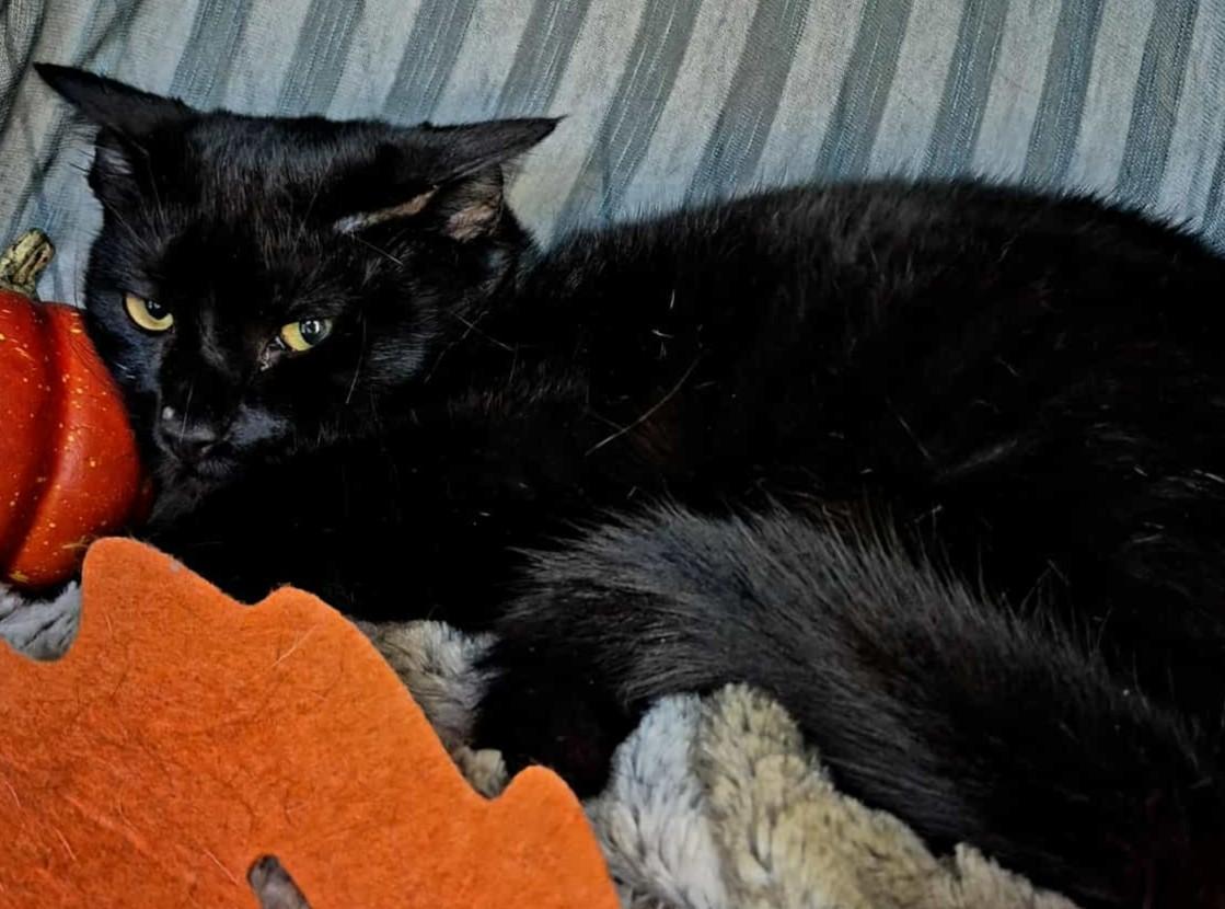 Enlarge Raven (Polydactyl), a Adoptable Domestic Medium Hair in Ocean Springs, MS image 3/5