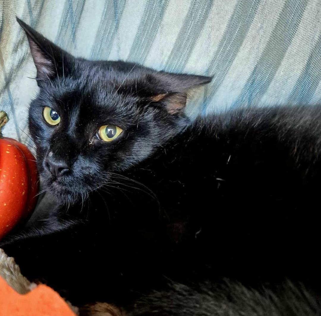 Enlarge Raven (Polydactyl), a Adoptable Domestic Medium Hair in Ocean Springs, MS image 4/5