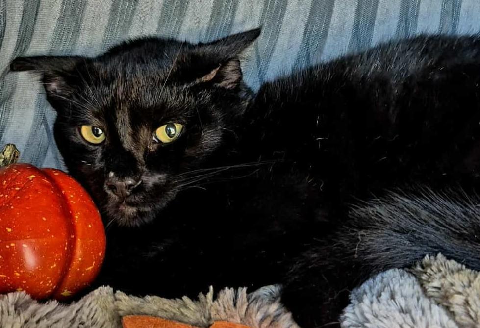 Enlarge Raven (Polydactyl), a Adoptable Domestic Medium Hair in Ocean Springs, MS image 5/5