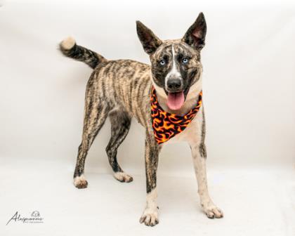 Dallas, Adoptable, Adult Female Catahoula Leopard Dog & Mixed Breed.