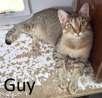 Guy, Adoptable, Young Male Tabby & Domestic Short Hair.