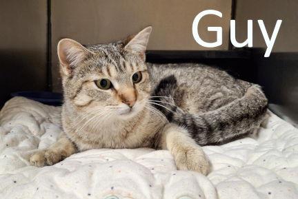 Guy, Adoptable, Young Male Tabby & Domestic Short Hair.