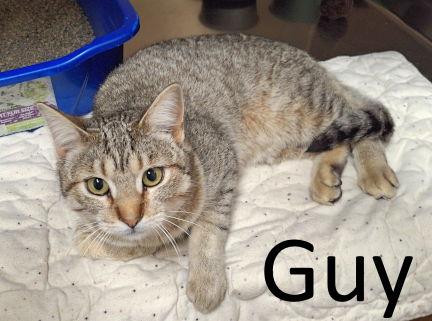 Guy, a Adoptable mixed breed in Mountain View, AR image 2/2