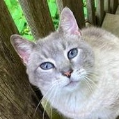 Chatty Cathy, ADOPTABLE, Senior Female Domestic Short Hair.