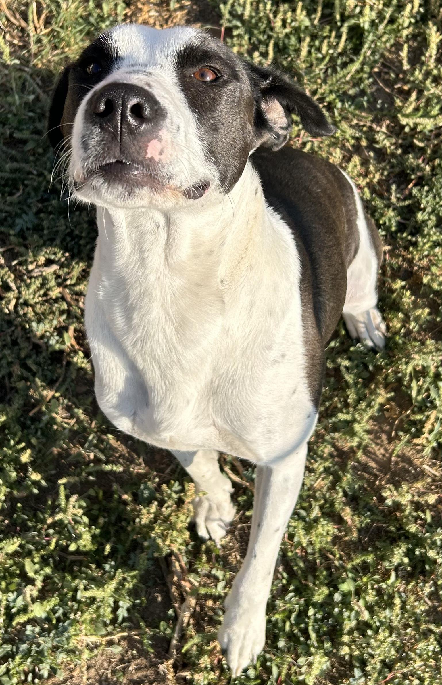Enlarge Cookie, an adopted mixed breed in Chicago, IL image 2/3