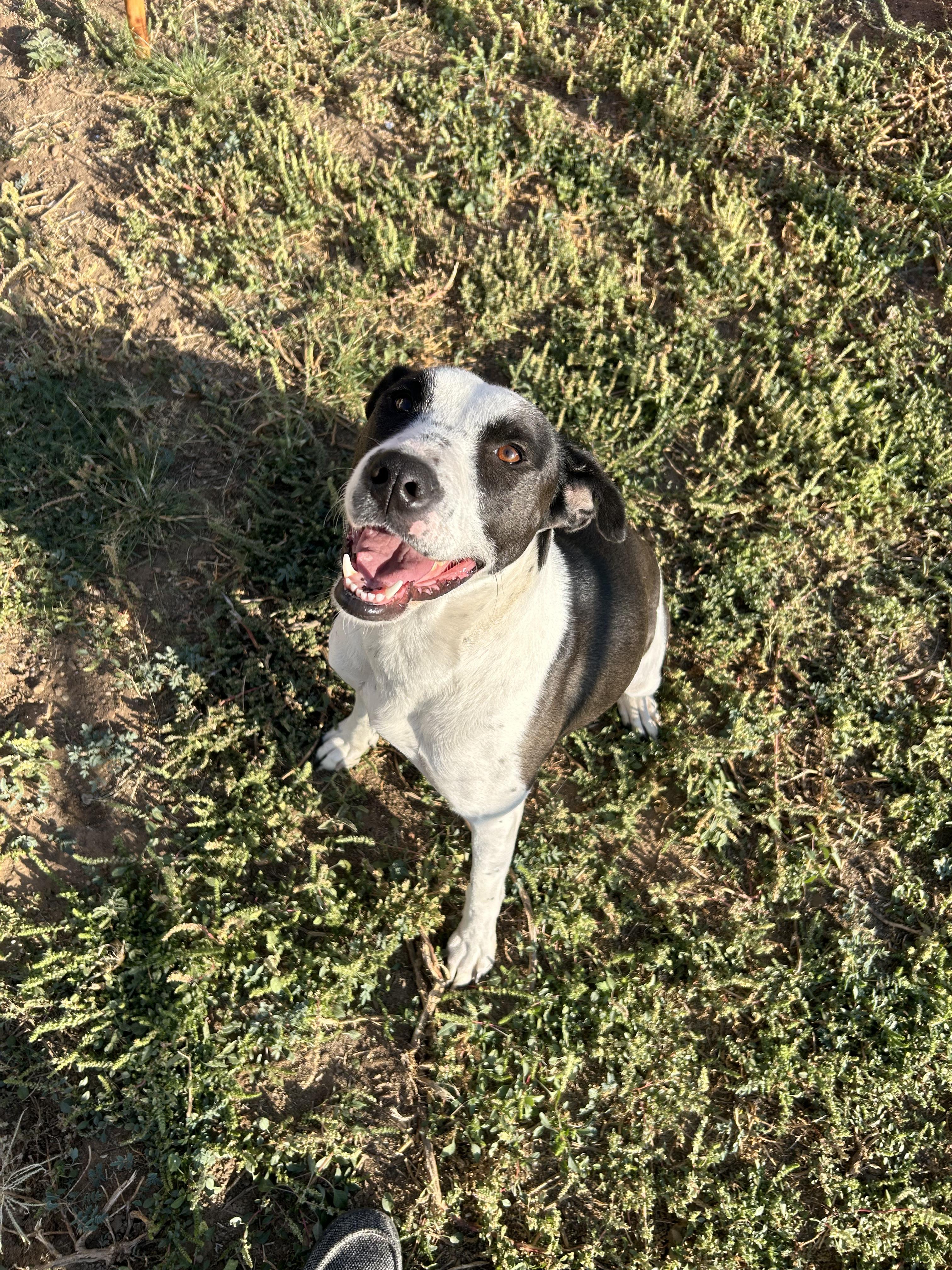 Enlarge Cookie, an adopted mixed breed in Chicago, IL image 1/3