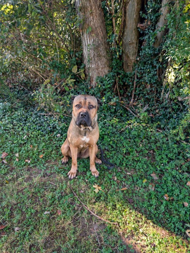 Enlarge Betty, a Adoptable Cane Corso in Maysville, KY image 1/1