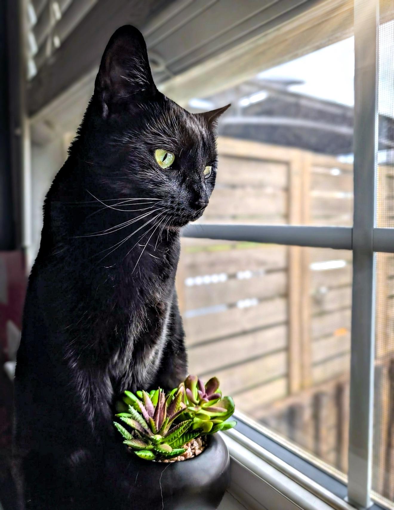 Enlarge Fia, a Adoptable Domestic Short Hair in Covington, KY image 2/5