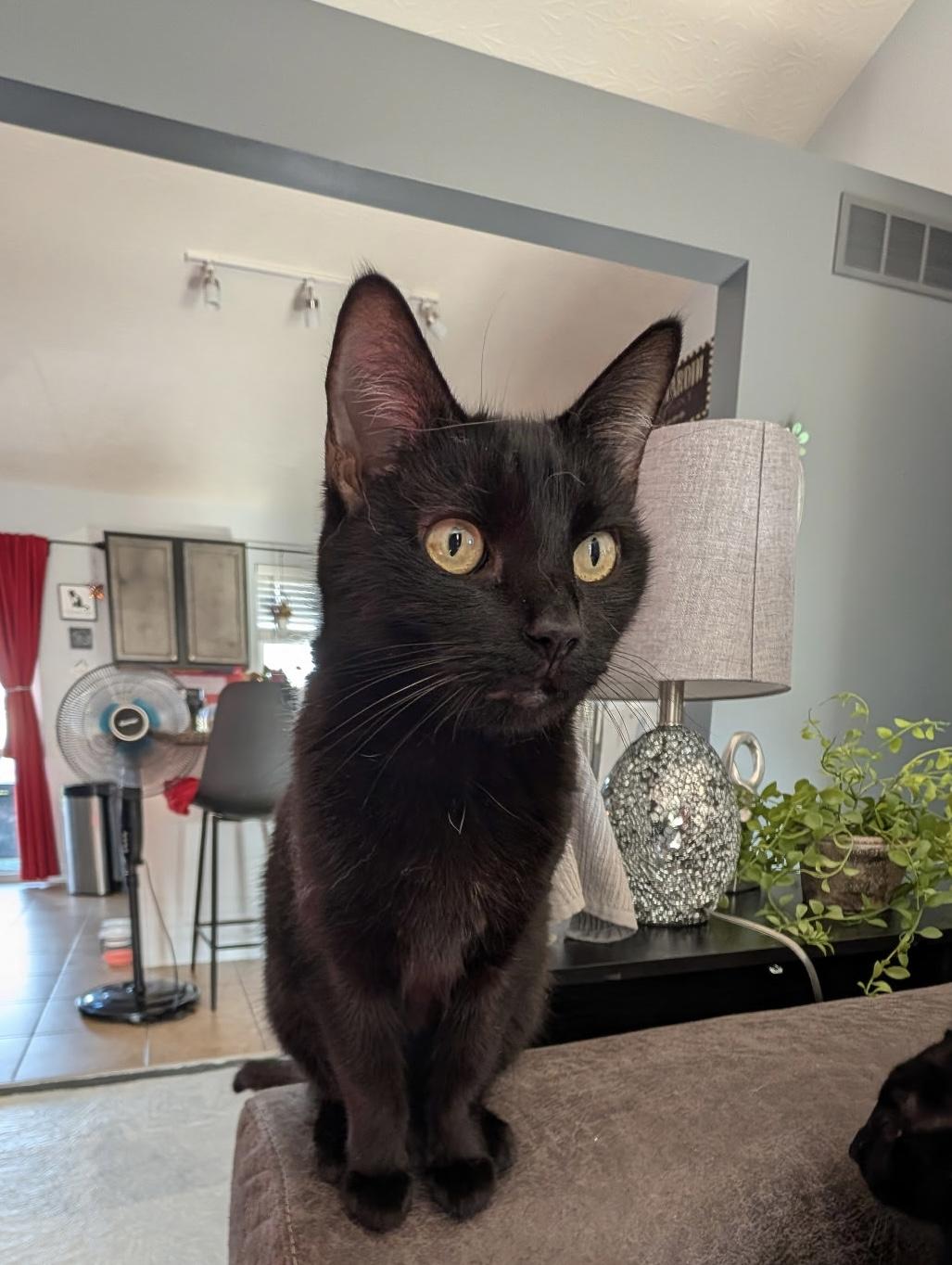 Fia, a Adoptable Domestic Short Hair in Covington, KY image 1/5