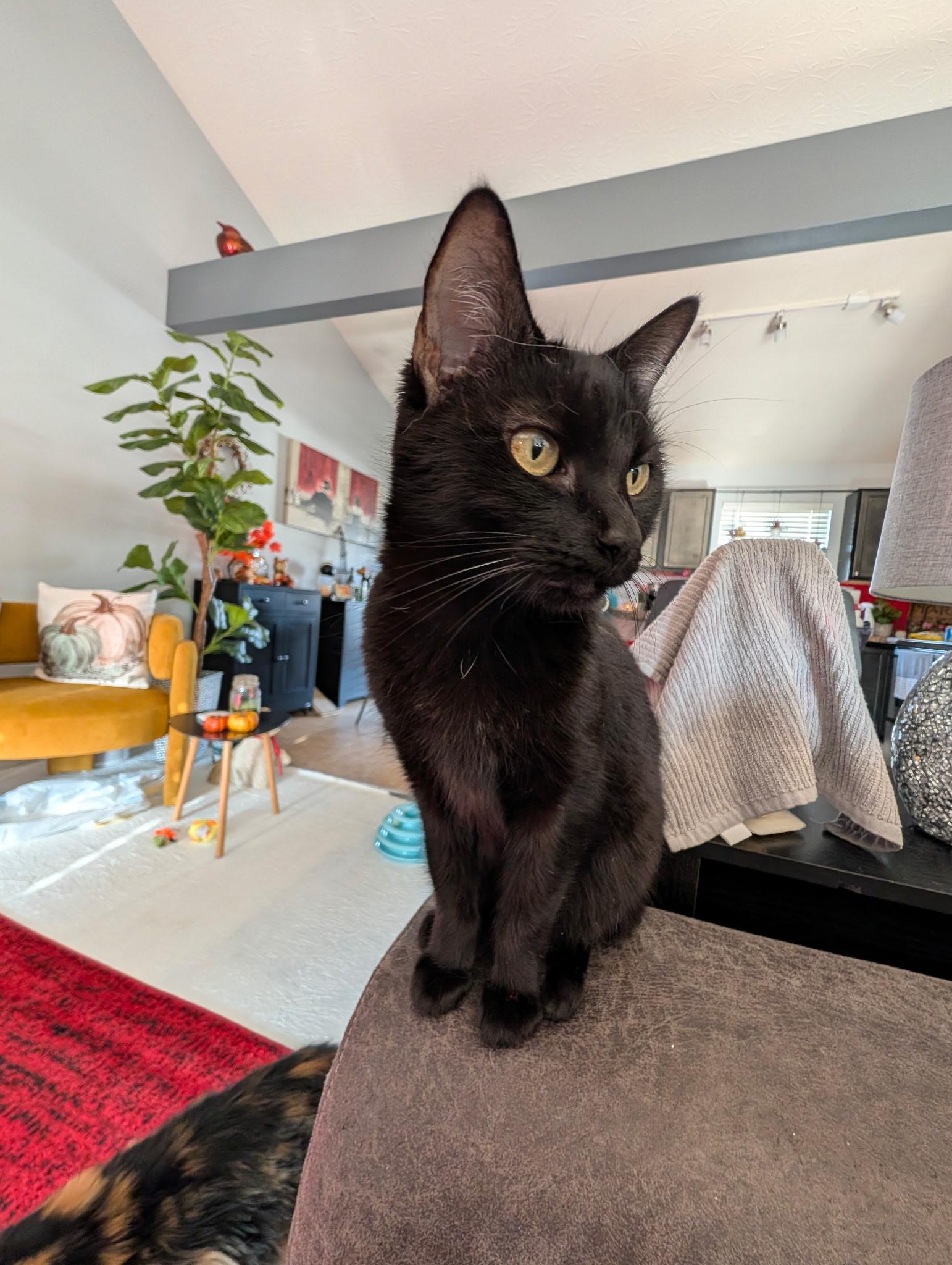 Fia, a Adoptable Domestic Short Hair in Covington, KY image 2/5