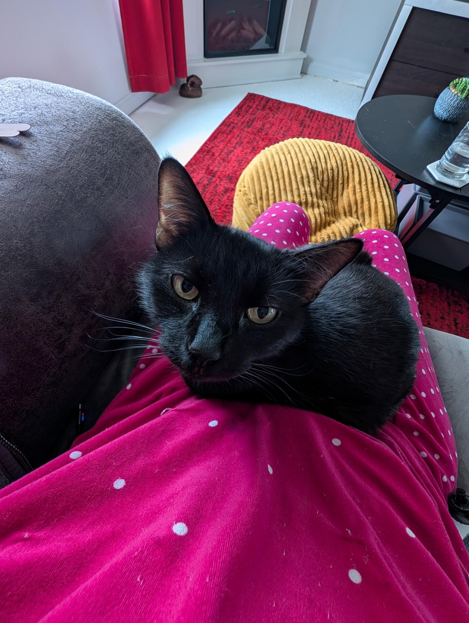 Fia, a Adoptable Domestic Short Hair in Covington, KY image 3/5