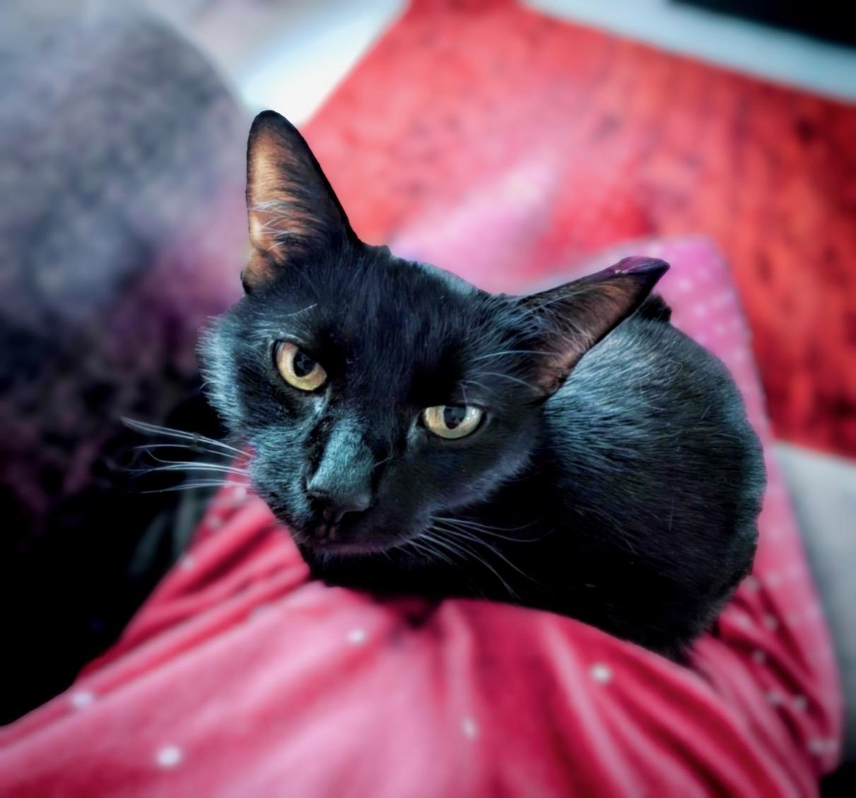 Fia, Adoptable, Adult Female Domestic Short Hair.