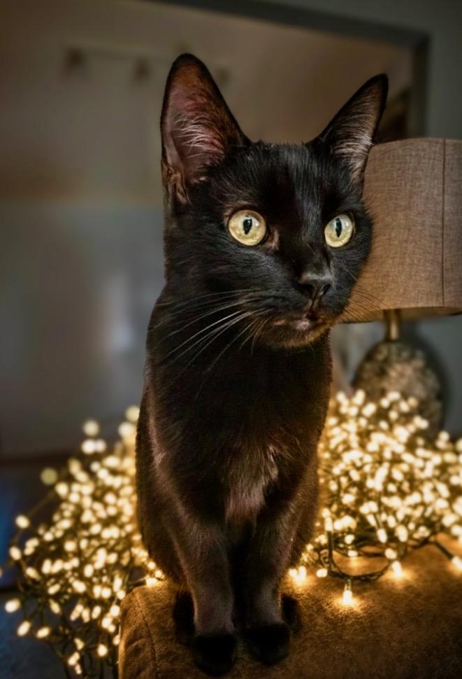 Enlarge Fia, a Adoptable Domestic Short Hair in Covington, KY image 3/5