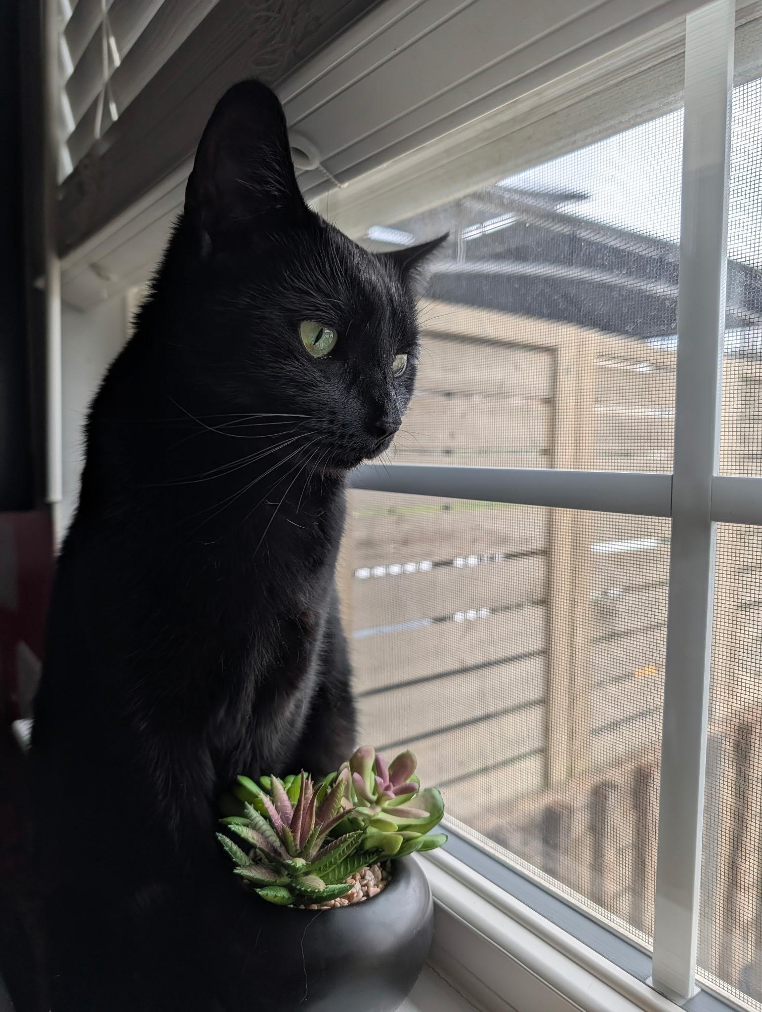 Fia, a Adoptable Domestic Short Hair in Covington, KY image 4/5