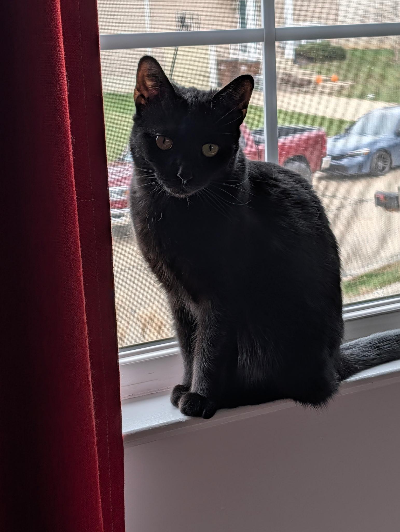 Fia, a Adoptable Domestic Short Hair in Covington, KY image 5/5